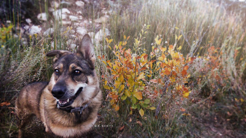 My little Mischka blending in with the autumn colors~@Red Rock Canyon, NV 