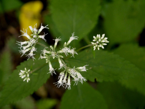 Eupatorium makinoi   ヒヨドリバナ