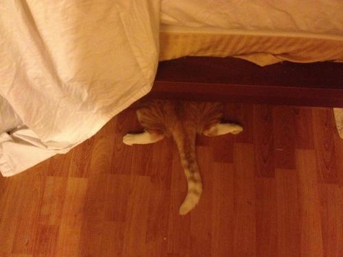 catsbeaversandducks:Cats Who Think They’re Masters of Hide-And-Seek