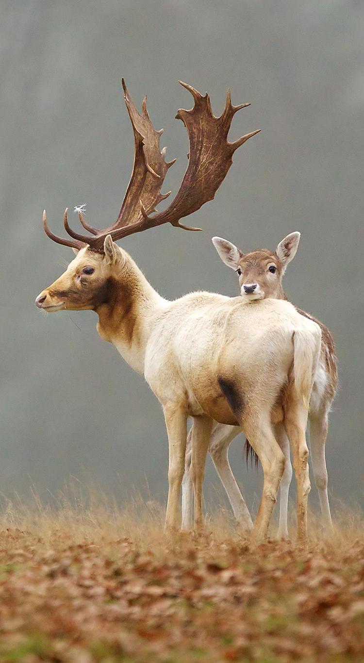 cervidae + deus
