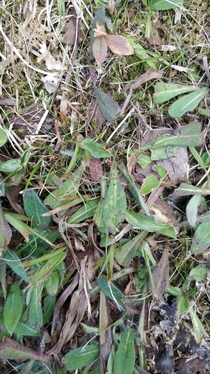 Puccinia hieracii -rust fungus on mouse-ear hawkweed (Pilosella officinarum).