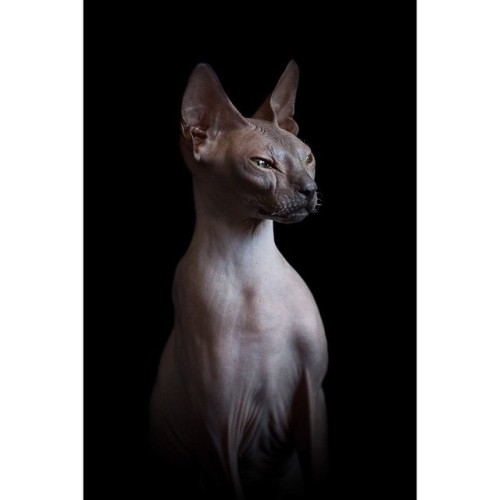 frameyourpetphotography:First image from my #sphynx #cat project. ——CALL TO SPHYNX CAT OWNERS IN L.A