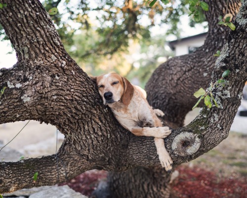 maddieonthings: A treeing coonhound’s dream come true