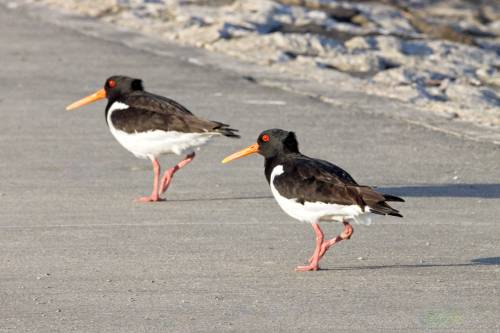 kavohh707: Should synchronized walking become Olympic then these two oystercatchers will win.