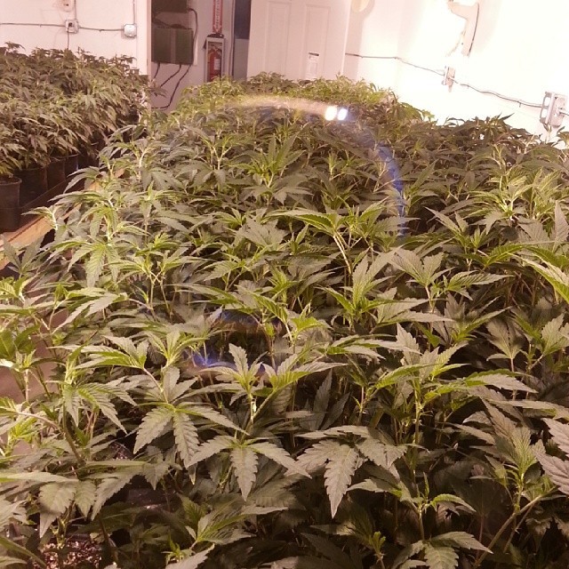 weedporndaily:  Whats a real state permitted grow should look like… check out @milley_vanilly