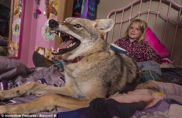 howtoskinatiger:  An eight-year-old girl has formed an unlikely friendship - with