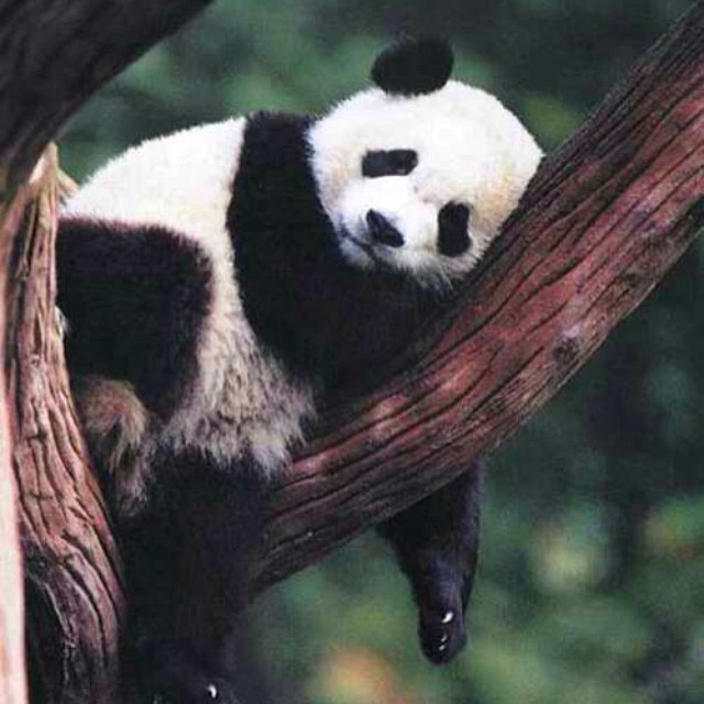 Chillin after a hard night&rsquo;s rockin#panda #cute #instagood #likeforlike