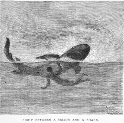 mudwerks:  Fight Between A Sailor And A Shark