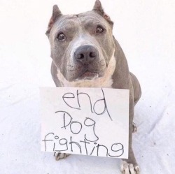 cravinghisbrutality:  Stiffer penalties, mandatory minimum sentences, put an end Breed Specific Legislation. ❤🐾