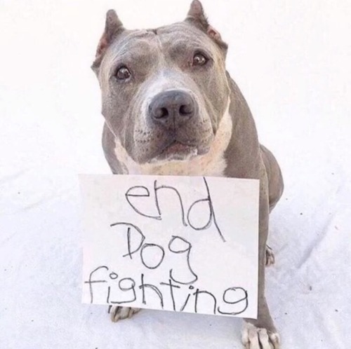 cravinghisbrutality:  Stiffer penalties, mandatory minimum sentences, put an end Breed Specific Legislation. ❤🐾