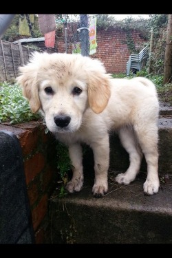 cringing:  Say hello to Mary :) She’s 7 months old, and is suffering with an eye infection called bacterial conjunctivitis which could make her blind if it’s not treated properly. Unfortunately this operation isn’t cheap and my family don’t have