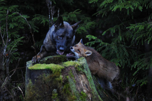 fakehouseresidentt:   phototoartguy: The adorable and unlikely friendship between a fox and a dog that’s being turned into a children’s fairytale book Photographer Torgeir Berge  Oh no. 