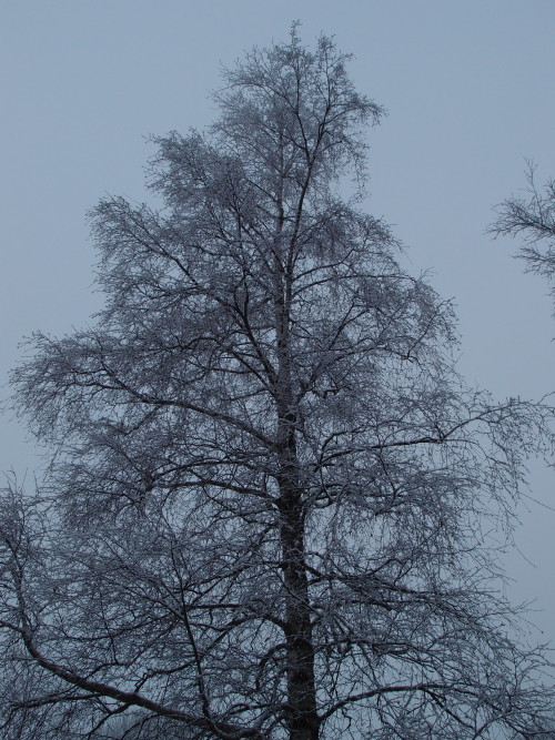 Betula pendula — silver birch