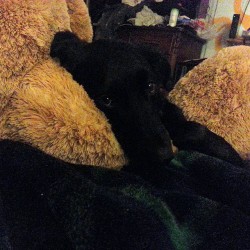 Im not the only one who cuddles with the big bear