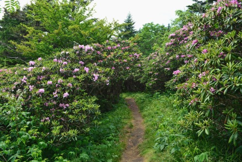 Rhododendron Gardens on top of Roan Mountain, TNI made it there a little past peak, but still so bea