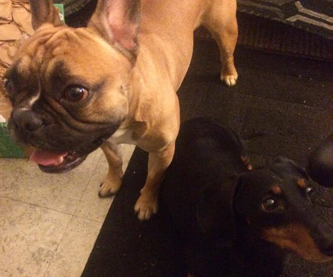 babies 🐶🐶