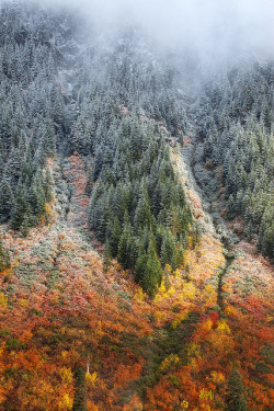 tulipnight:When Seasons Collide  by Blue