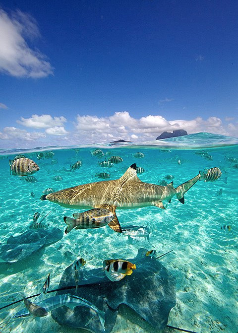 attente-tourmente:  emptythetanks:  nubbsgalore:  photos by chris mclennan in french polynesia, where water visibility can stretch for almost two hundred feet (see also: previous fish posts and shark posts)  Yes please   Ugh I need to go here