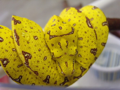 Biak Green Tree Python at 888 Reptiles