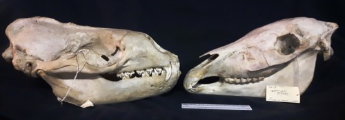 why-animals-do-the-thing: rotwater: i used to like leopard seals but then i found out they just repl
