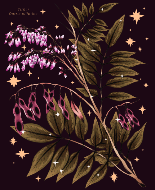 prinsomnia: tubli ✸ ¼ of my spot illustrations of poisonous plants for The Islands of #SinaUn