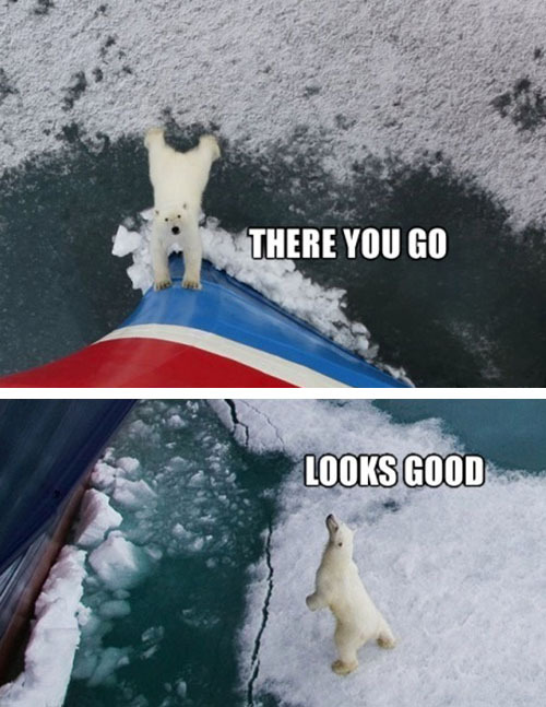 tastefullyoffensive: Good Guy Polar Bear [via] 