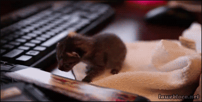 kitty-in-training:  doainoba:  lawebloca:  1 Week Old Kitten   So they are TRAINED for getting between you and your keyboard?!?    The cuteness is just too much!!