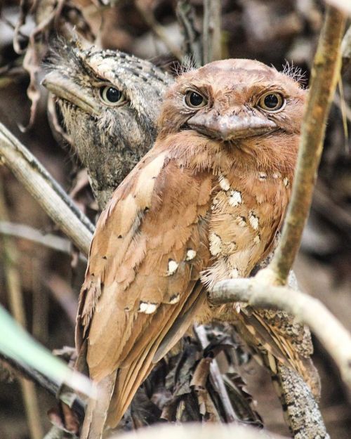 amnhnyc:The Sri Lankan Frogmouth (Batrachostomus moniliger) is not amused. Native to the tropical forests of its namesake country, as well as parts of southern India, it’s also known as the Ceylon Frogmouth. The peculiar-looking bird has a head that’s