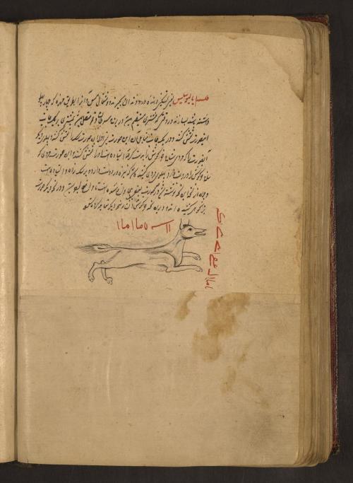 It might be a jackal! LJS 414, Astrological compendium, fol. 149v. Written at the madrasah of ʻAlī 