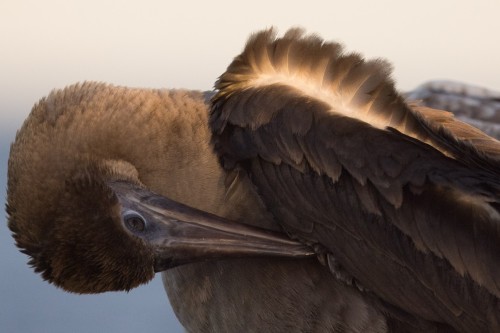 Red-footed Booby (Sula sula)© yann muzika