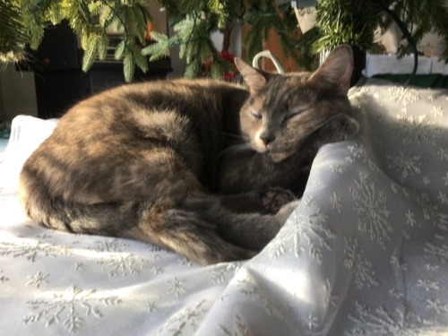 simplycaitlinashley: Happy New Years from the cutest of cats. We hope your 2018 will be great