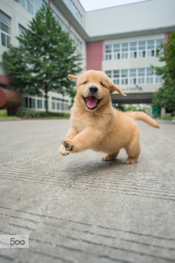 handsomedogs:    Happy golden retriever baby