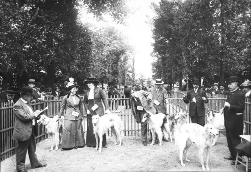 feuille-d-automne: Exposition canine au jardin des Tuileries, des lévriers russes et leurs ma