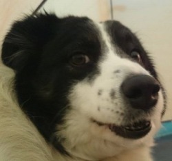 strippernamedsteve: torridgristle:  hookedonplunderphonics:  does anyone have more pictures of dogs making this face? i need to start a collection       