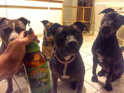 californiiaqueen:  but does it count as drinking alone if you have doges?