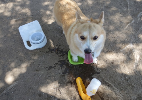 omelettethecorgi: Cooling off their paws on this hot day. @bebopthecorgi 