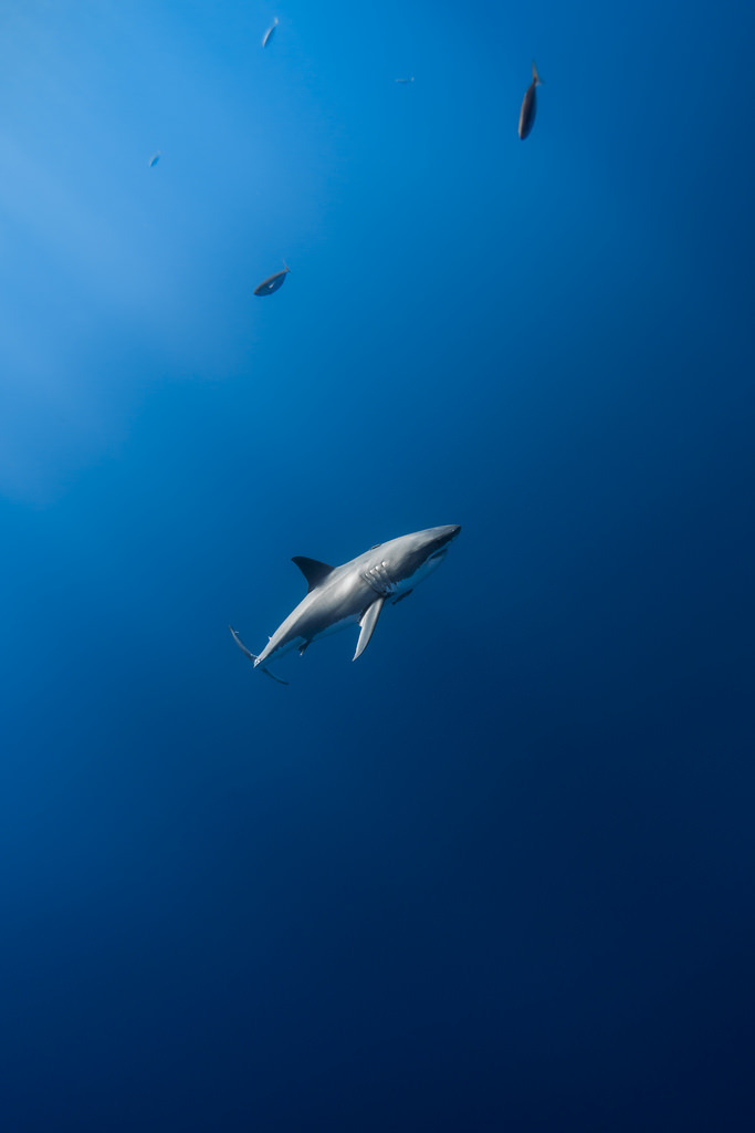 wolverxne: The Open Blue | by: { George Probst }