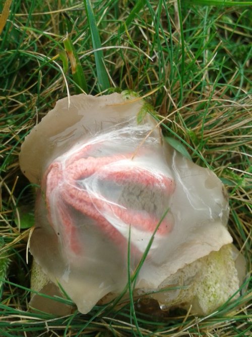 joshpeck:  correctdichotomy:  (image credit to Dan Hoare on twitter) I ONLY JUST LEARNED ABOUT THE EXISTENCE OF THIS MUSHROOM????? WHICH ERUPTS FROM AN EGG BEFORE UNCURLING HELLISH ARMS, EXPOSING ITS STICKY MASS OF SPORES TO BE SPREAD BY FLIES ATTRACTED