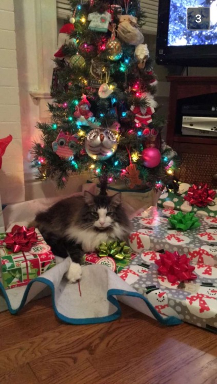 mj-md:Look at my cute little Santa cat!Happy holidays, everyone!