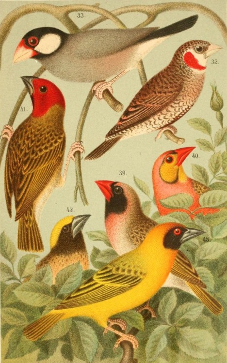 Some colorful birds (sparrows, queleas, and weavers) from Karl Russ’s Die fremdländischen Stubenvöge