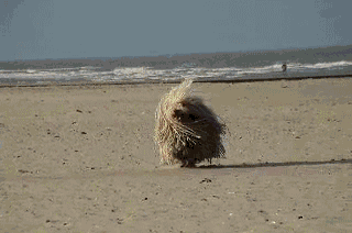 halfbakedpoet:  And here we see a majestic wild mop without a handle frolicking on a beach…   Lol