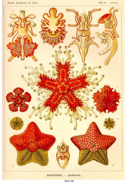 heaveninawildflower:Asteridea. Plate from ‘Art Forms of Nature’ 1904 by Ernst Haeckel (1834 – 1919).