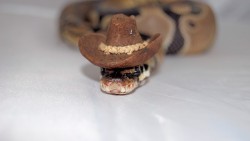 freckledtrekkie:  lolzpicx:  snakes with