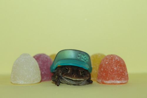 toadschooled:strongerbottles:This little shit is Pudgington.He’s a one legged toad who wants to promote body positivity and racial equality. Pudge is a pro feminist and resides in Florida, home of the gators, sun, and serial killers.Expect more Pudge