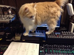 snobuhiro:  My cat Playing synth.