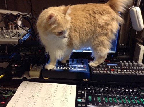 snobuhiro:  My cat Playing synth.