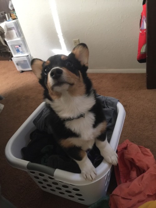 indigothecorgi:  Corg in a box (and other related containers)