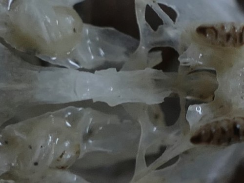 mirusbella:Rat skull structure
