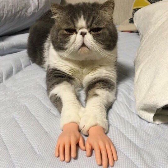 thecommonchick:  when ur life is a mess so you just sit there thinking about all the things you’ve done:  This cat looks like it’s had enough of its owner’s shit