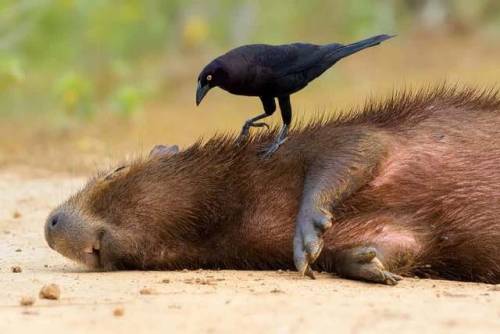 ainawgsd: The giant cowbird (Molothrus oryzivorus) is a large passerine bird in the New World family